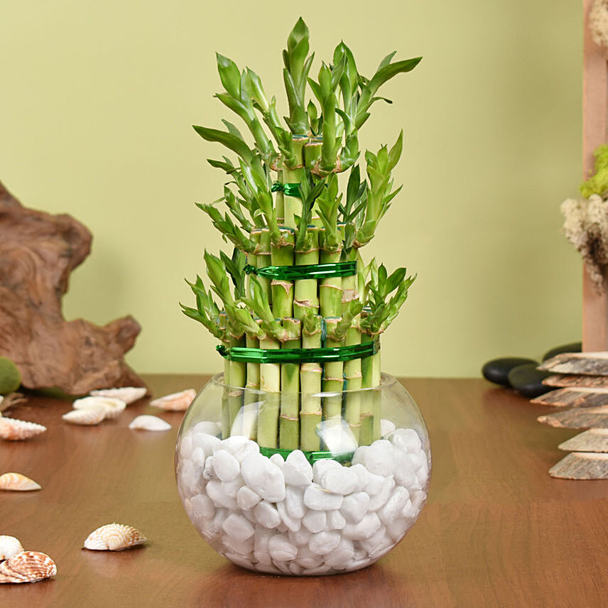 Good Luck Plant 3 Layers: Lucky Bamboo