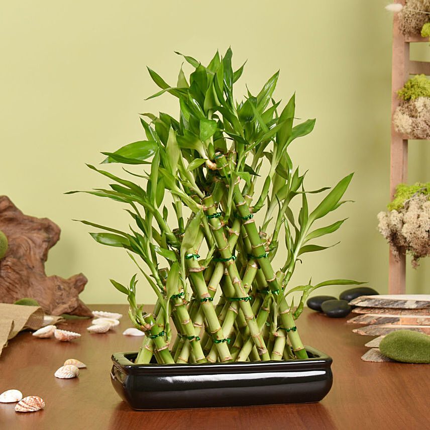 Triangle Lucky Bamboo: Indoor Plants Delivery