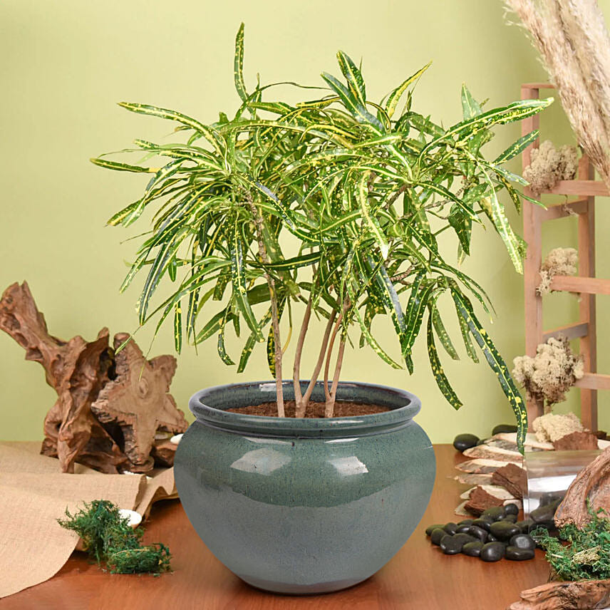 Natures Beauty Croton Plant: New Arrival Plants