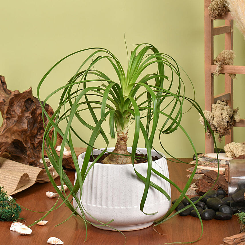 Ponytail Palm Small: 
