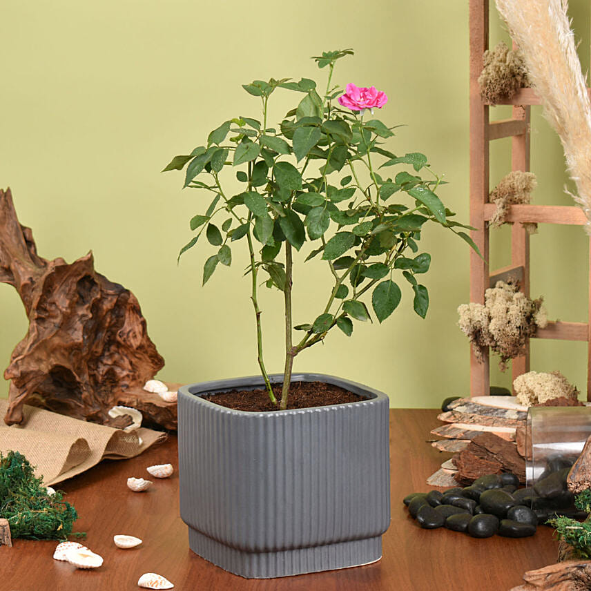 Rose Plant Medium: 