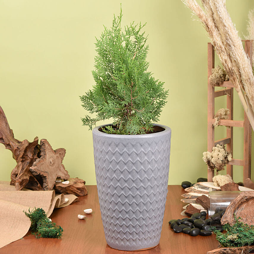 Thuja or White Cedar Plant: Outdoor Plants to Sharjah