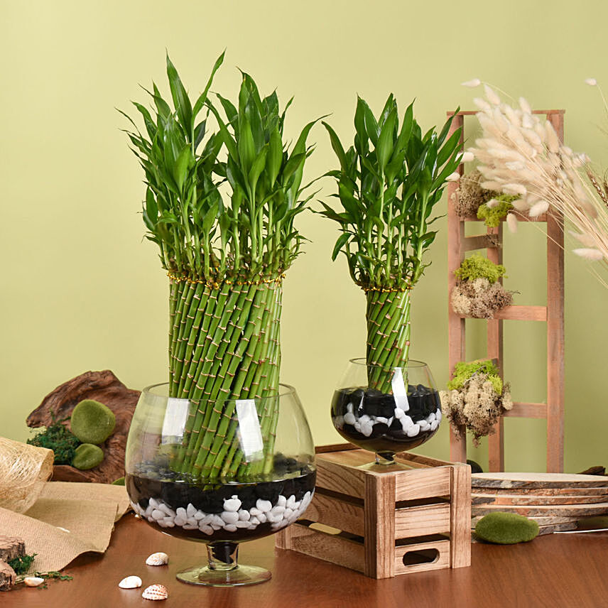 Duo of Lucky Bamboo Wheel Plant: Good Luck Plants
