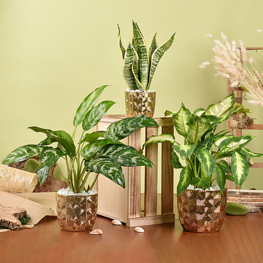 Gold Pot Air Purifying Plants Collection: Plants Combo 