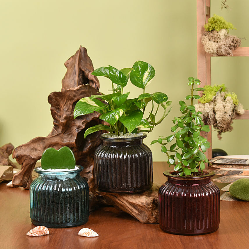 Mini Plants Collection: Plants Combo 