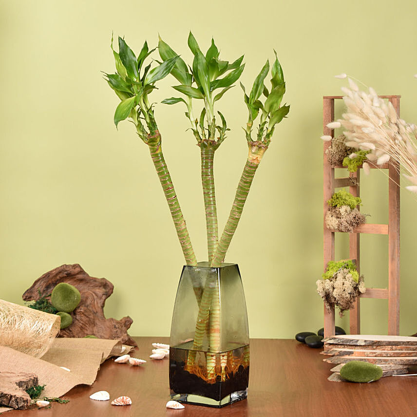 Tiger Lucky Bamboo in Premium Vase: Bamboo Plant