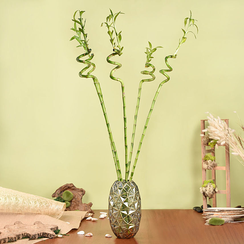 100cm Spiral Lucky Bamboo in Premium Vase: Lucky Bamboo