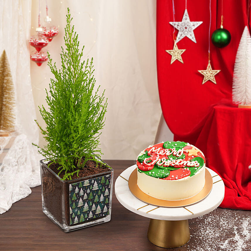Cupresses Plant and Marble Cake Combo: Plum Cakes Dubai