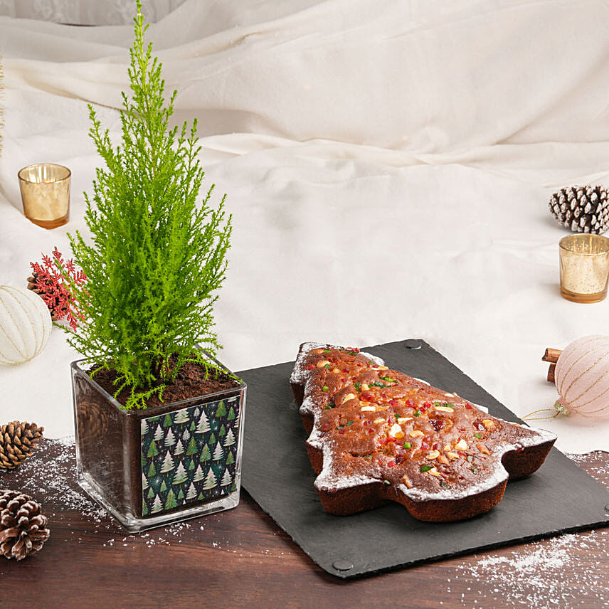 Cupresses Plant and Plum Cake Combo: Plum Cakes Dubai