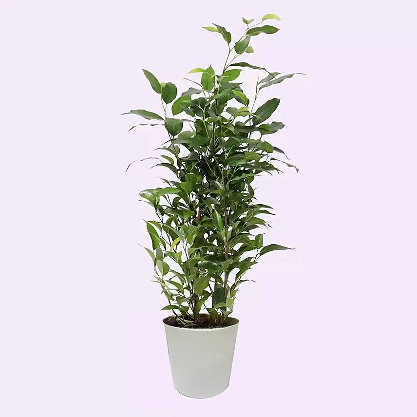 Ficus Plant In Ceramic Pot: Indoor Plants