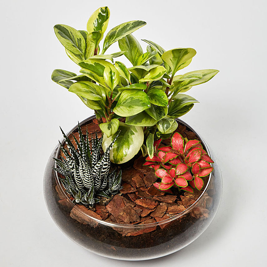 Fittonia With Peperomia & Haworthia In Platter Planter: Anniversary Gifts