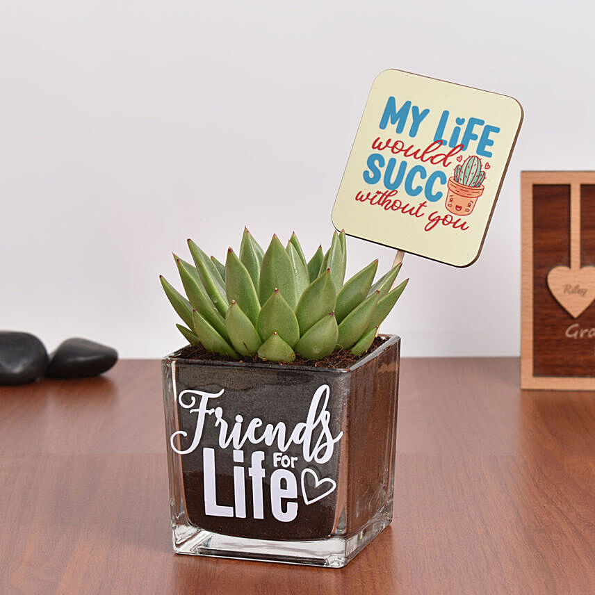 Friends For Life Plant with Coaster: Friendship Day Gifts