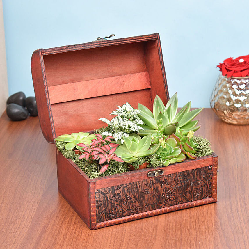 Garden Treasure Box: Plants Combo 