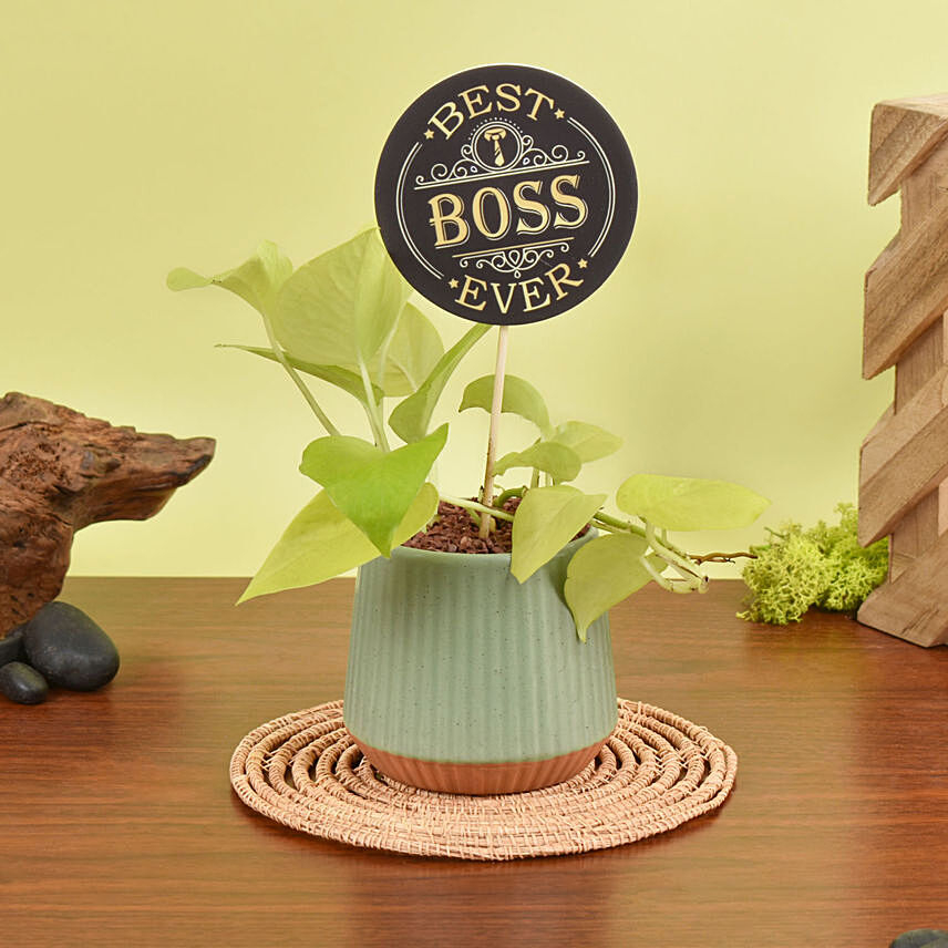 Golden Pothos Plant With Best Boss Tag: Boss Day Gift Ideas