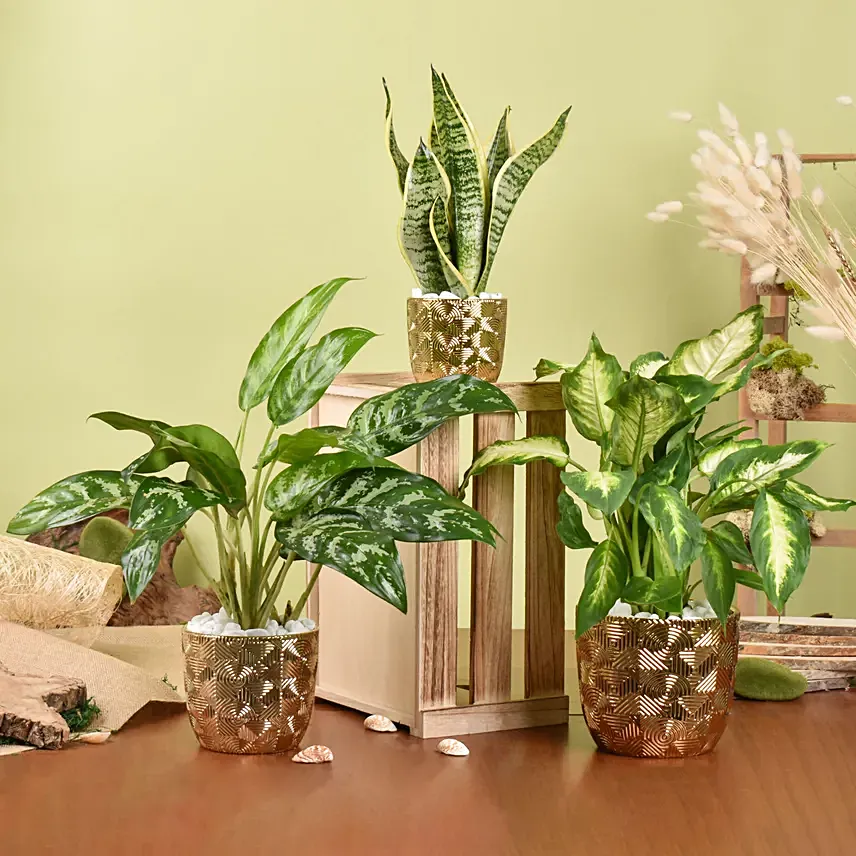 Gold Pot Air Purifying Plants Collection: Indoor Plants Delivery