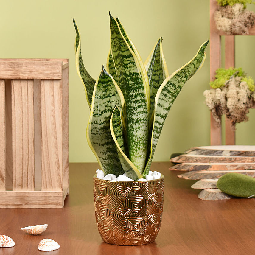 Gold Sansevieria in Premium Planter: New Arrival Plants