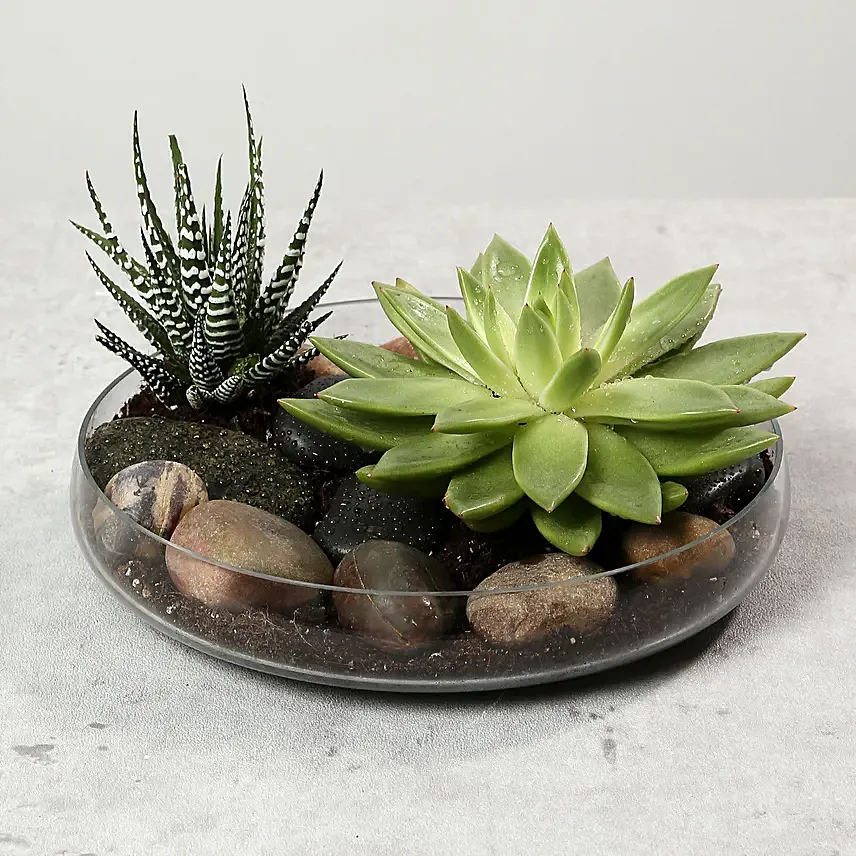 Green Echeveria and Haworthia with Natural Stones: Home Decor Items 