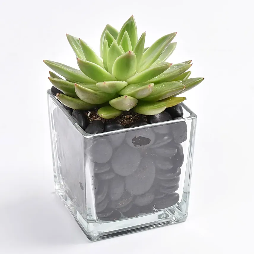 Green Echeveria Plant In Square Vase: Birthday Gift for Colleague