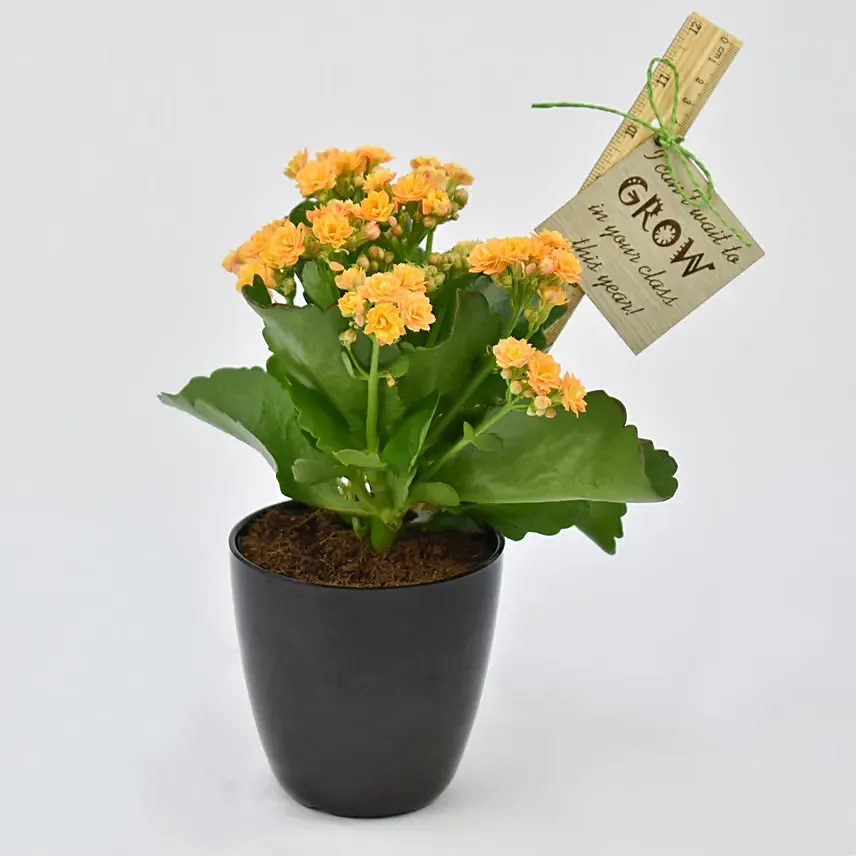 Grow With Me Kalanchoe Plant: Teachers Day Gifts Ideas