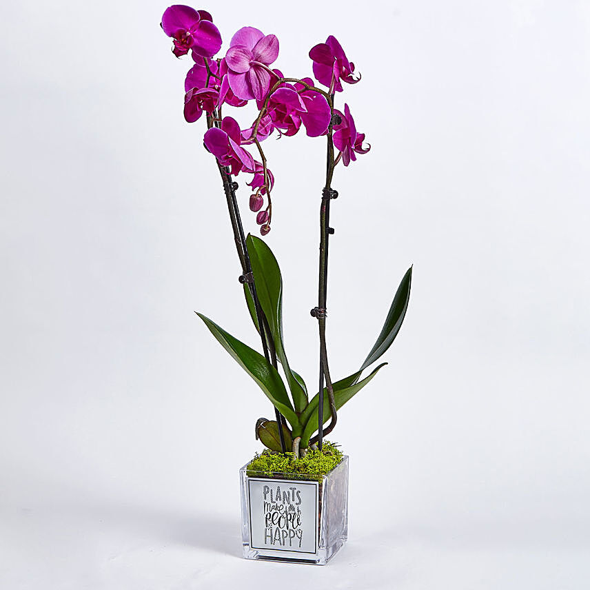 أوركيد أرجواني مزهر مذهل في مزهرية زجاجية بتصميم جميل: النباتات الداخلية