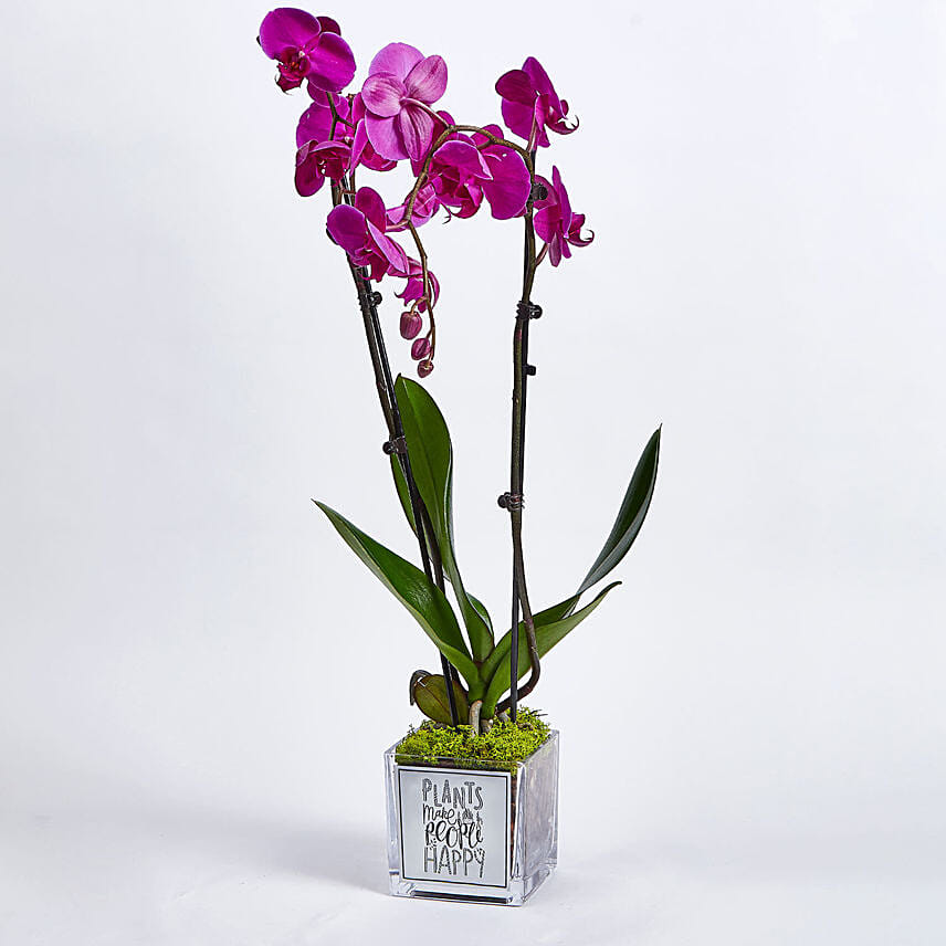 Happy Orchid Happy You: 