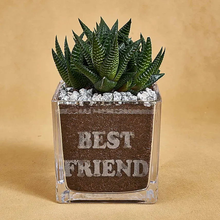Haworthia in Best Friend Vase: Gift for Friend