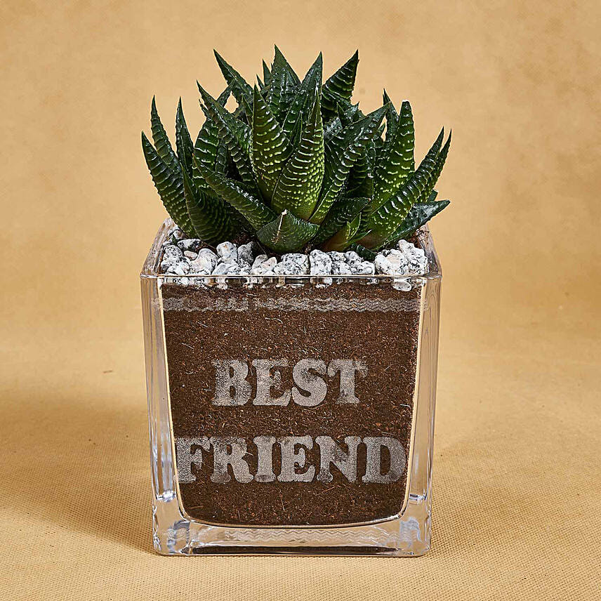 Haworthia in Best Friend Vase: Gift for Friend