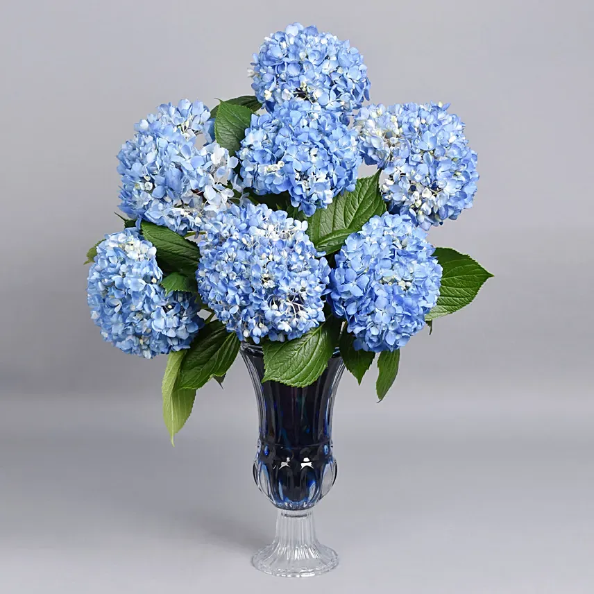Hydrangea Grandeur: New Born Flowers