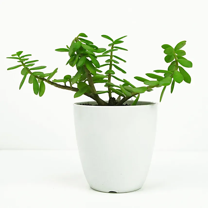 Jade in Small White Planter: Jade Plant 