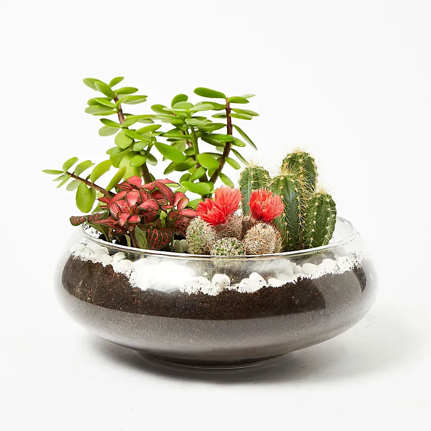 Jade With Fittonia & Cactus Plant In Small Fish Bowl: Cactus and Succulents
