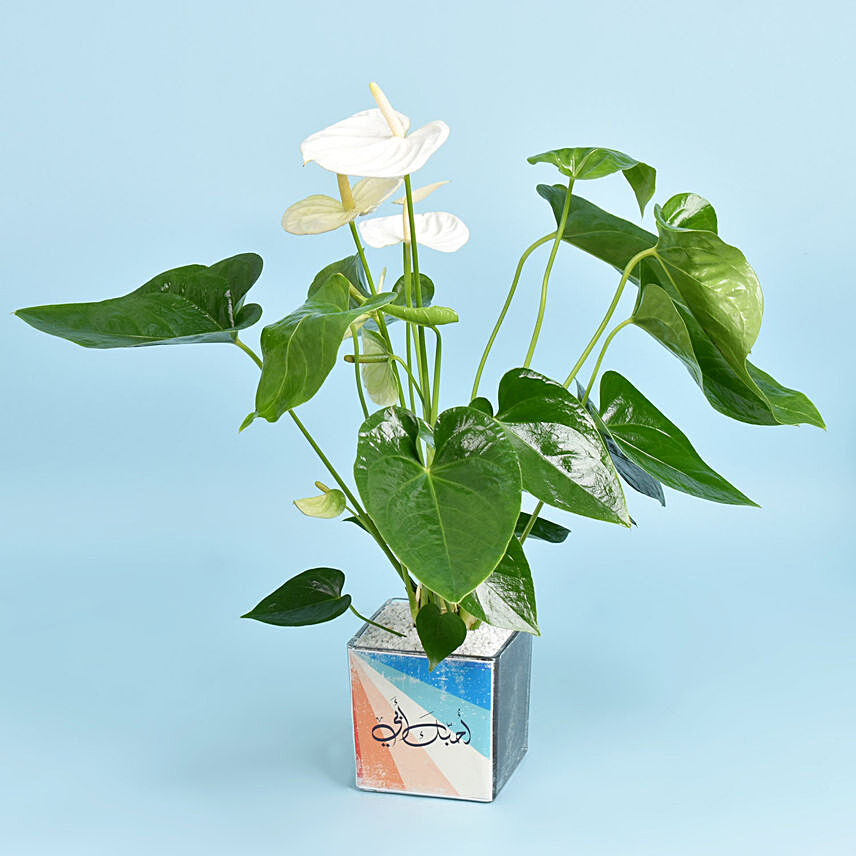 نبات الأنثوريوم البيضاء في أصيص زجاجي مخصص: 