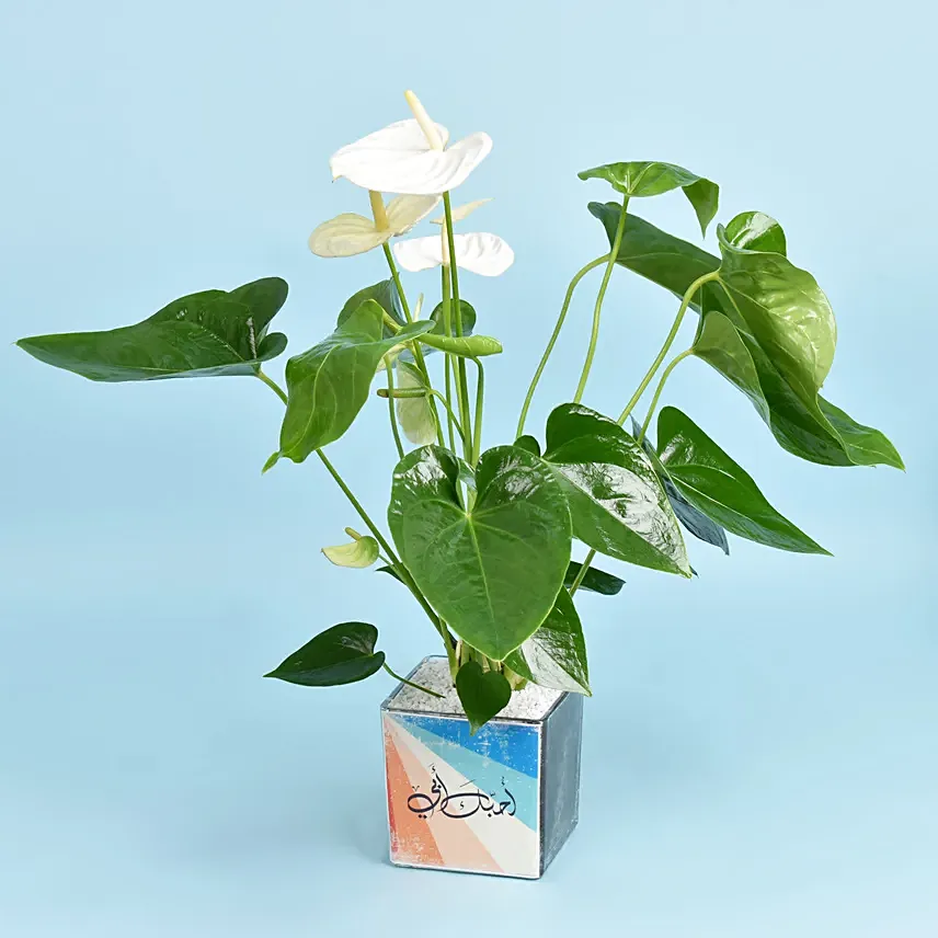 Love You Dad White Anthurium: 