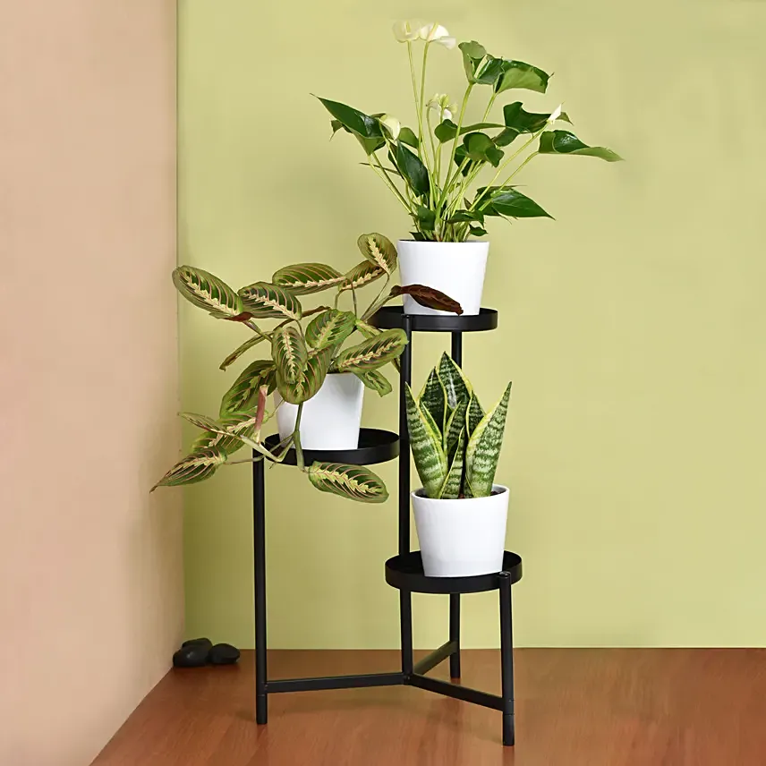 نباتات منزلية - ستاند نبات ثلاثي اللون أسود والأصيص أبيض: 