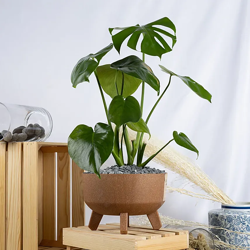 Magical Monstera Delicosa Plant: Air Purifying Plants 