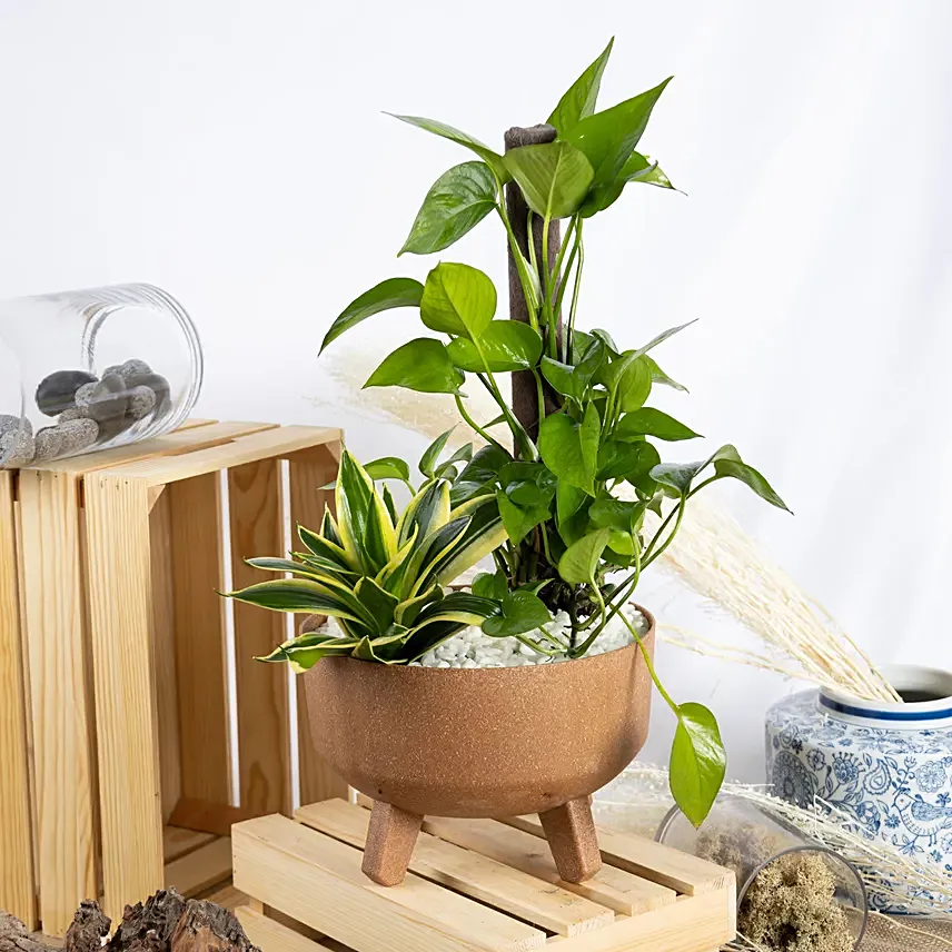 Marble Queen Pothos with Snake Plant: 