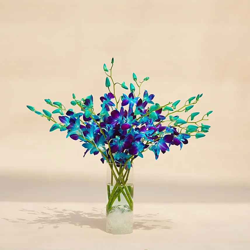 Mesmerizing Blue Orchids: Independence Day Gifts 