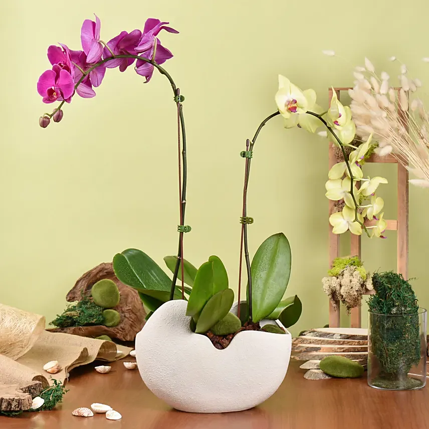 Mesmerizing Orchid Plants in Designer Base: Holi Gifts