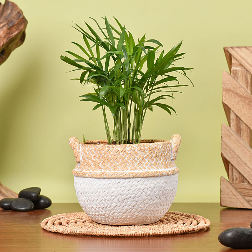 Mini Chamadorea In Dual Tone Pot: Indoor Plants