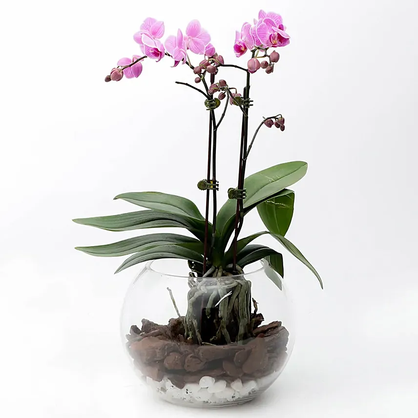Mini Double Phalaenopsis In Fishbowl: Orchid Plants