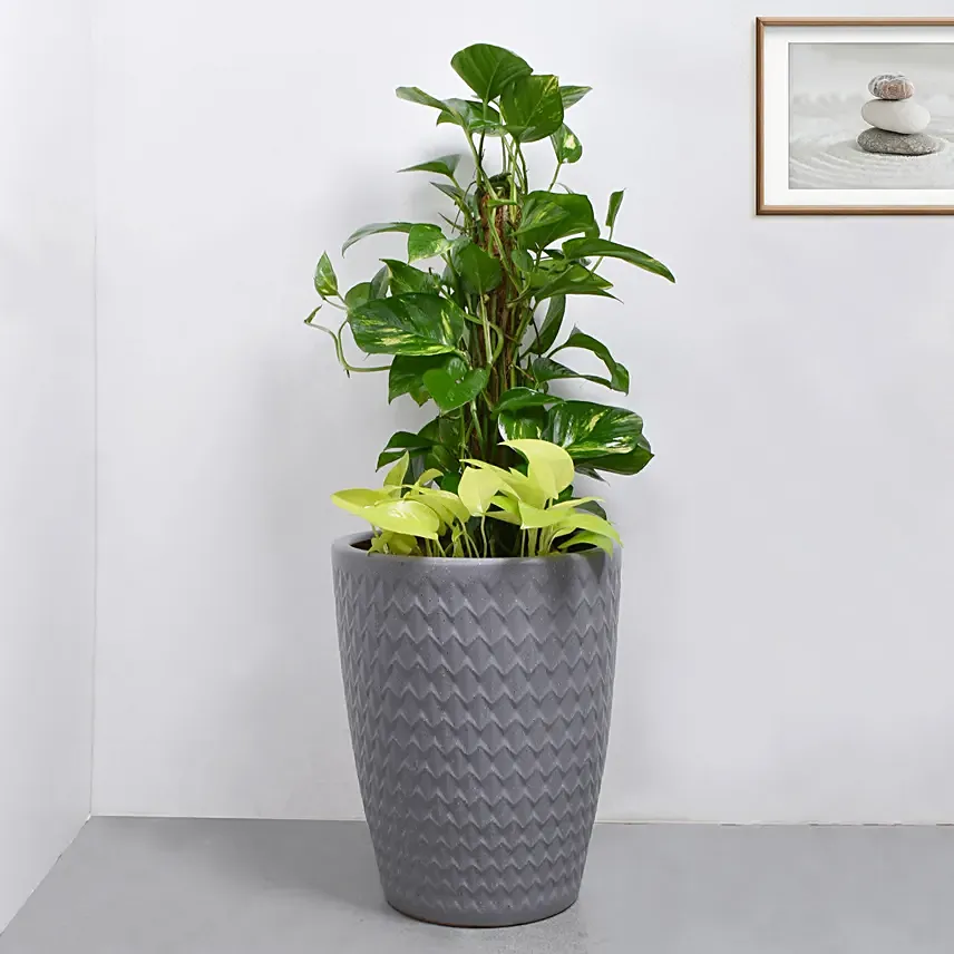 Money Plant Duo in Premium Pot: Indoor Plants