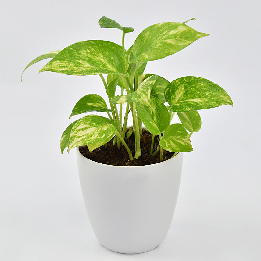 نبات المال الأخضر المميز والمشرق في وعاء بتصميم ساحر: نباتات المال