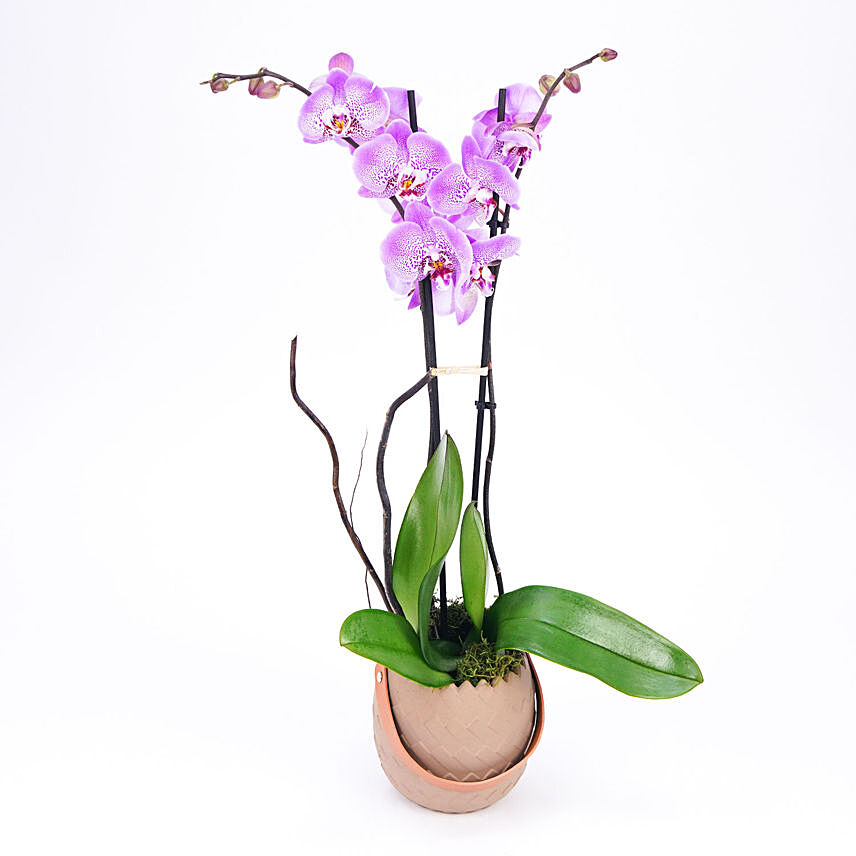 Orchid Plant in Designer Planter: 