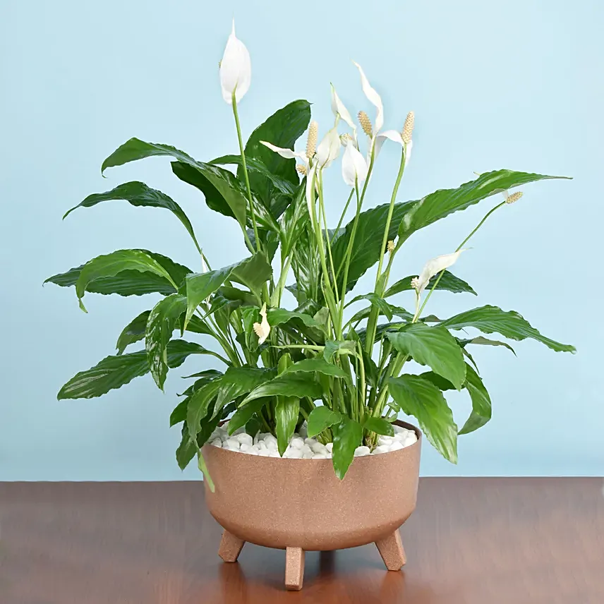 Peace Lilly Garden: Air Purifying Plants
