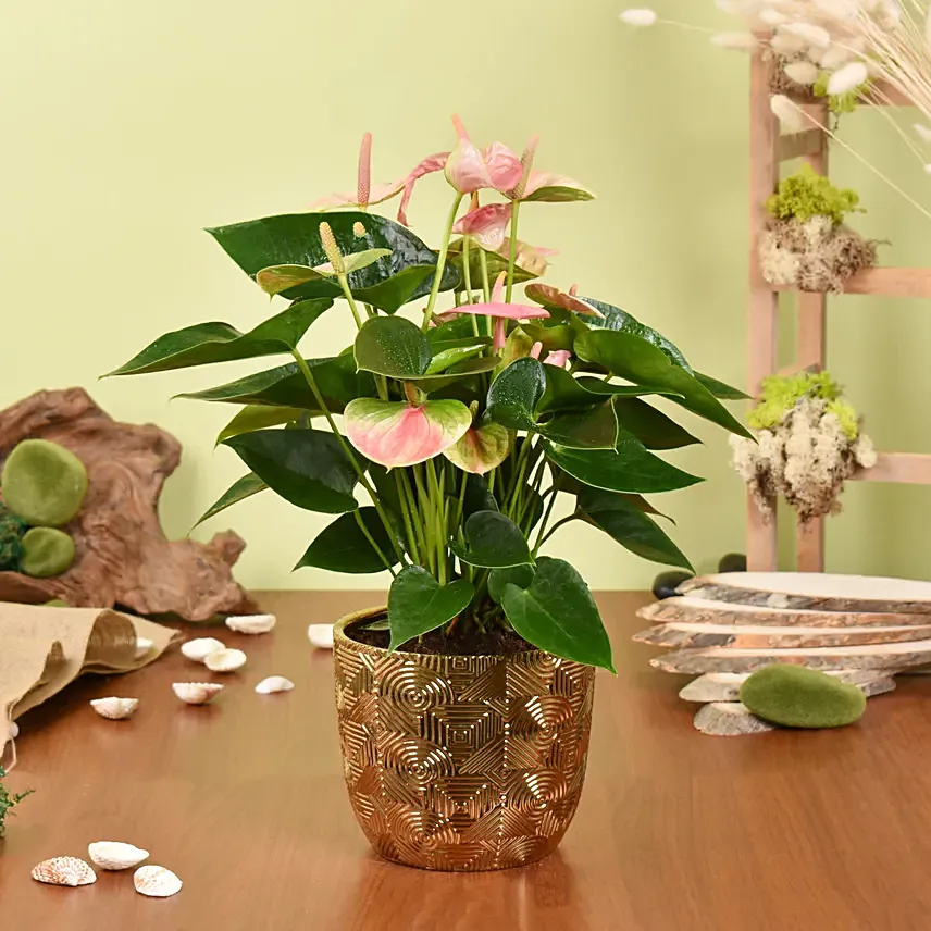 Pink Anthurium in Premium Planter: Indoor Plants Delivery