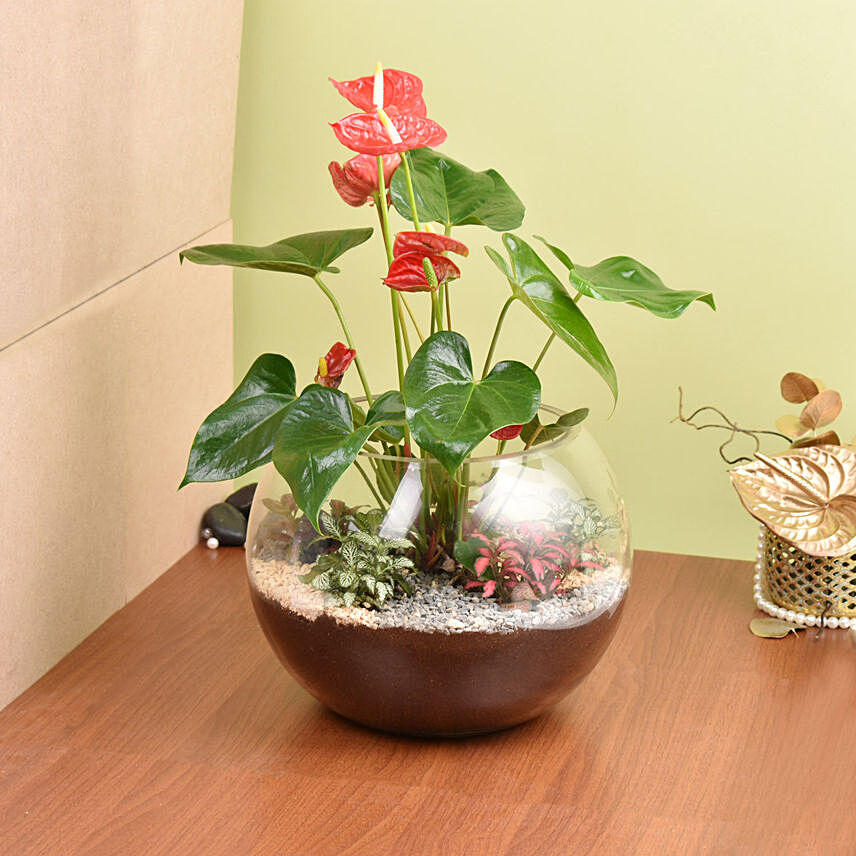 نبتة أنثوريوم حمراء في فازة زجاجية بتصميم مميز: نباتات