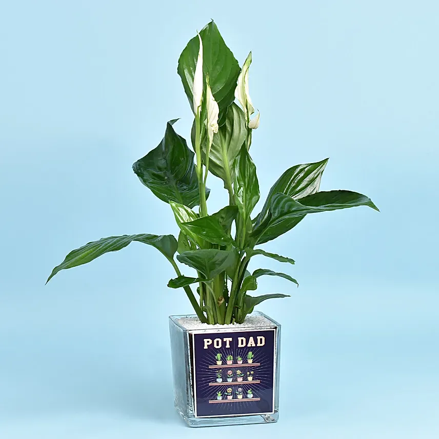نبات زنبق السلام الأخضر في أصيص مخصص أنيق: نباتات يوم الأب