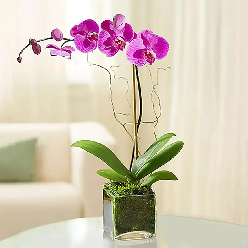 Purple Orchid Plant In Glass Vase: Anniversary Gifts to Abu Dhabi