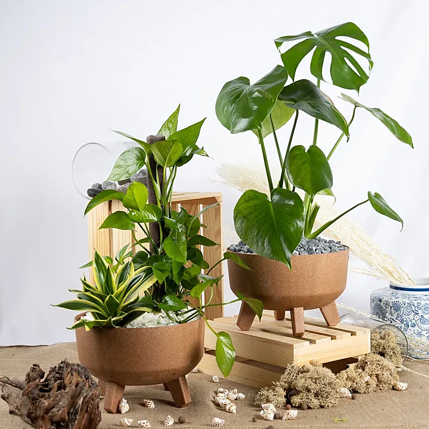 Radiant Air purifying Plants Duo: Good Luck Plants