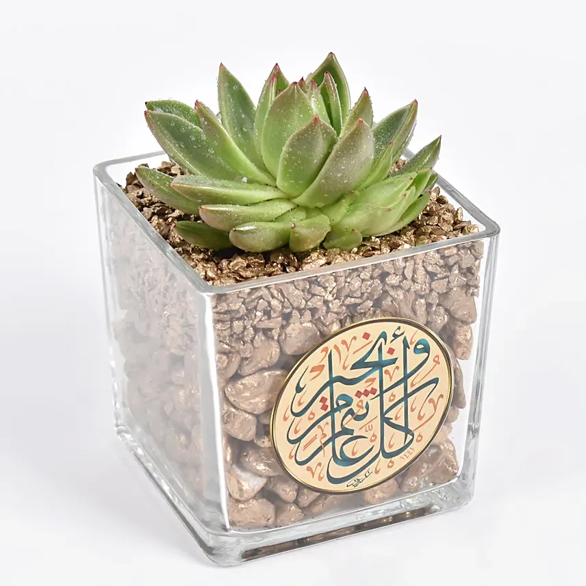 نبات صبار في فازة مصممة لرمضان كريم والعيد: نباتات