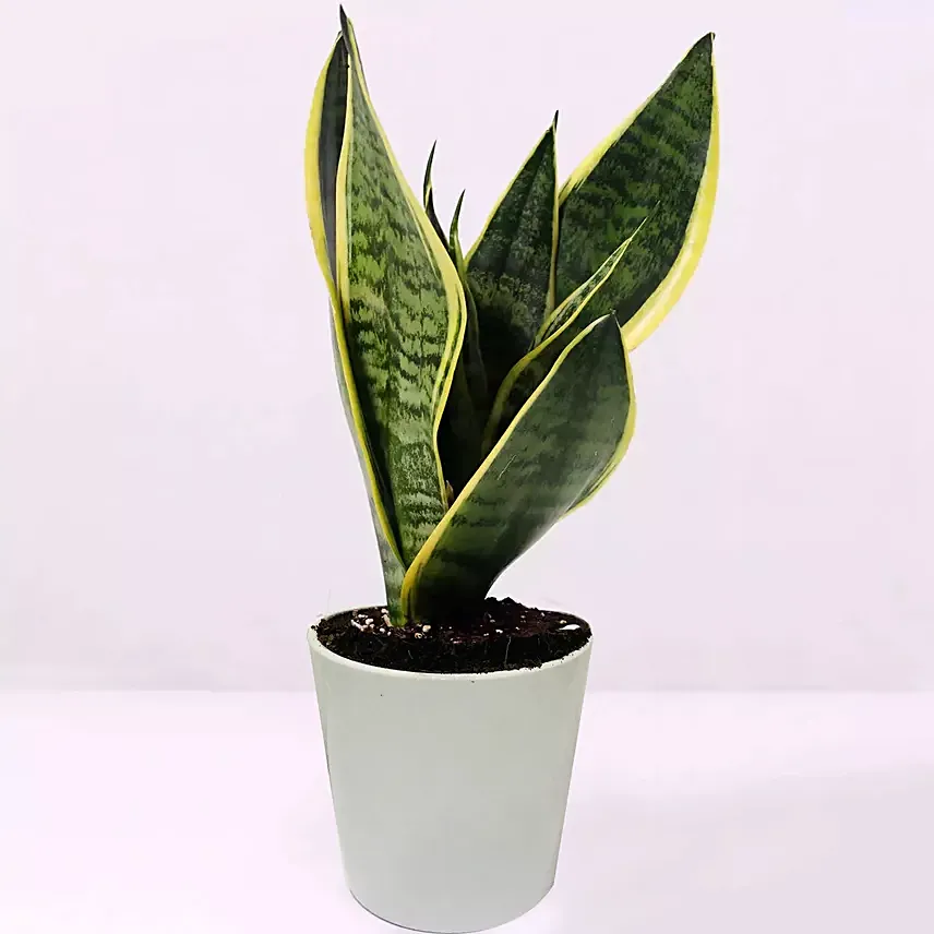 Sansevieria Plant In Plastic Pot: Good Luck Plants